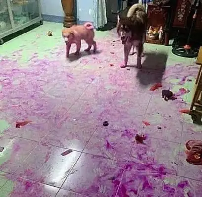 The dog owner came home after work and suddenly felt blood pressure was rising: the dog raised in the house wanted to be delivered immediately