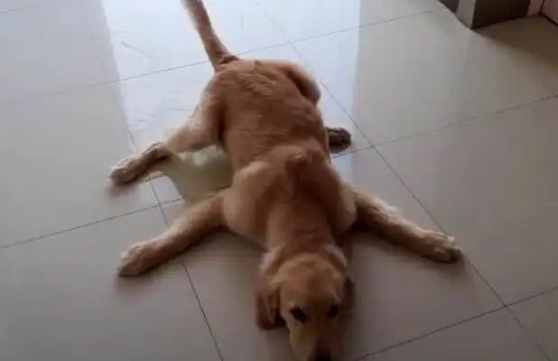 Puppys are dressed like princesses, lying in their nests, and their hearts have been melted