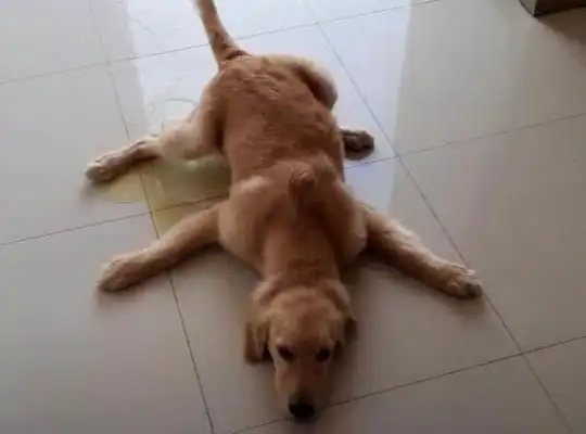 Puppys are dressed like princesses, lying in their nests, and their hearts have been melted