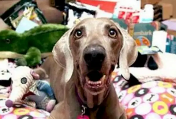 The young man refused to return the dog he returned to, and the former owner was refused