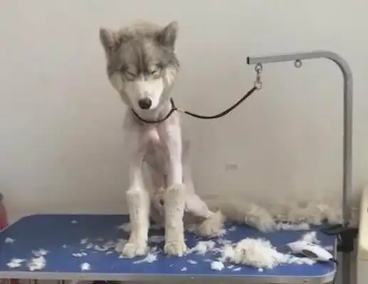 Puppys are dressed like princesses, lying in their nests, and their hearts have been melted