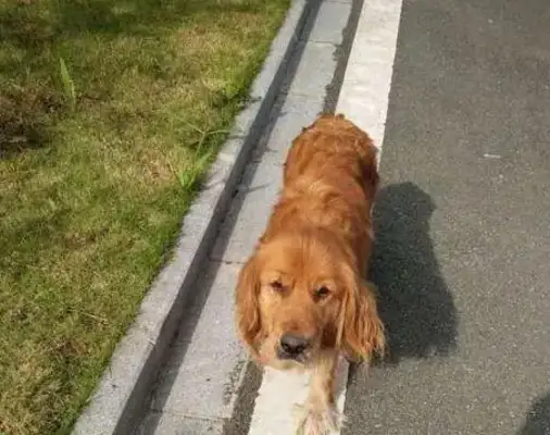There's a bad thing called a golden dog, and when you see a thigh, you want to jump over it