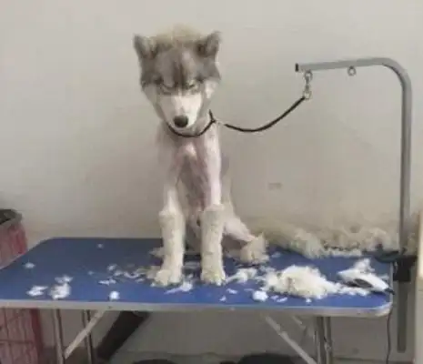 Puppys are dressed like princesses, lying in their nests, and their hearts have been melted