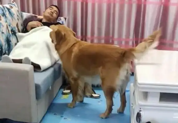 The master sleeps a little cold. He's got a golden doggy blanket