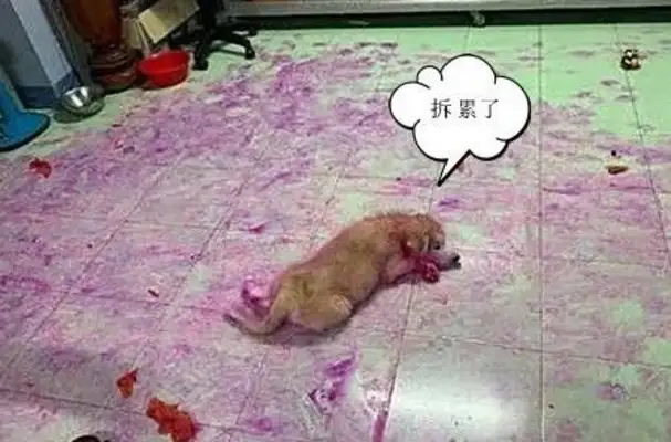 The dog owner came home after work and suddenly felt blood pressure was rising: the dog raised in the house wanted to be delivered immediately