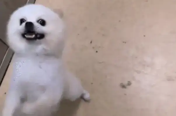 The girl's elevator has run into a puppy, and the dog hasn't found a home