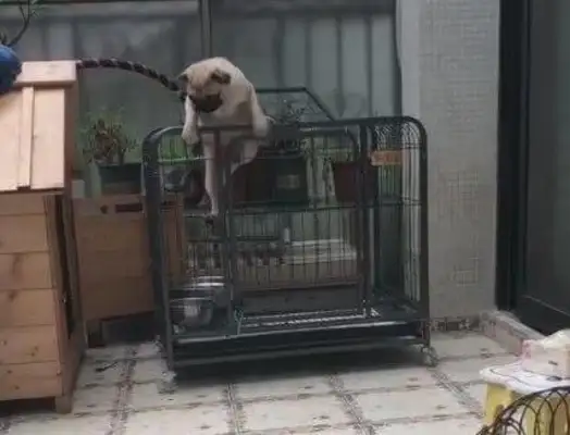 Puppys are dressed like princesses, lying in their nests, and their hearts have been melted