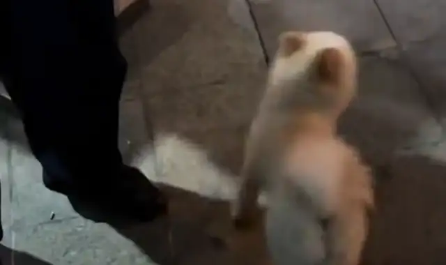 The girl's elevator has run into a puppy, and the dog hasn't found a home