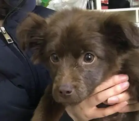 When girls feed a stray dog, they're always worried, and when they touch it, it's a bad turn