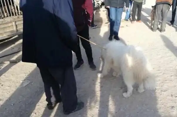 Dogs: The poor old Samaye was sold to the dog dealer and bought it