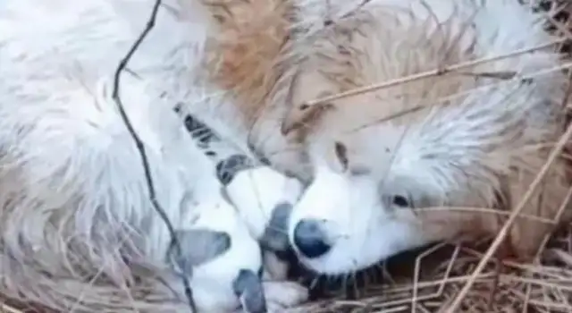 In the rain, stray dogs are frozen and they don't go away to protect their children