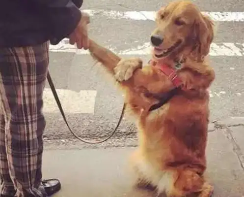 There's a bad thing called a golden dog, and when you see a thigh, you want to jump over it