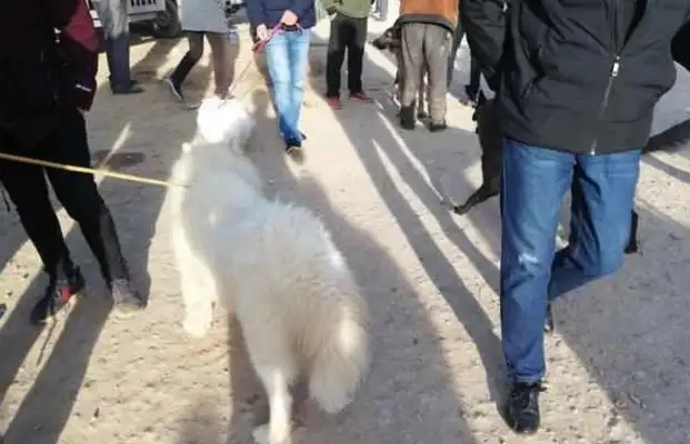 Dogs: The poor old Samaye was sold to the dog dealer and bought it