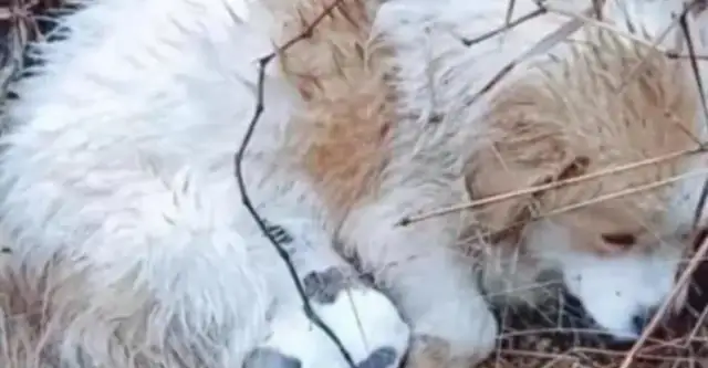 In the rain, stray dogs are frozen and they don't go away to protect their children