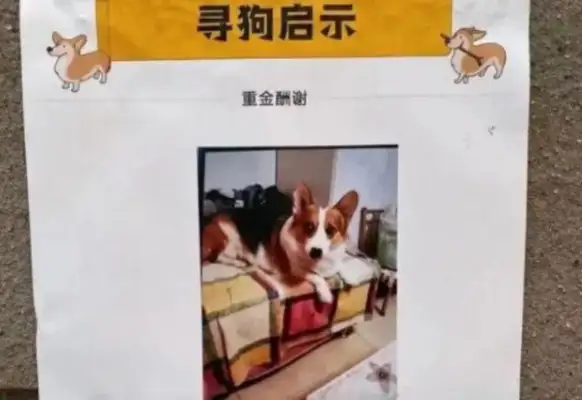 Two big dogs come to the police station with a police car, shake hands and follow orders