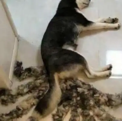 When the girl came home from work, she found something wrong about the dog sleeping on the ground, and looked at it and screamed out