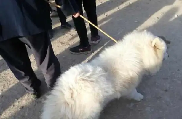 Dogs: The poor old Samaye was sold to the dog dealer and bought it
