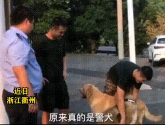 Two big dogs come to the police station with a police car, shake hands and follow orders