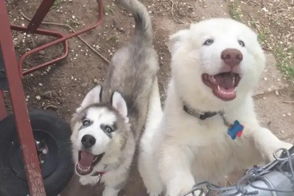 Two-year-old Hastych signed up for a job interview and accidentally turned into a military dog, and three months later it was tragic