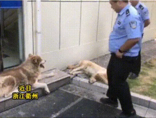 Two big dogs come to the police station with a police car, shake hands and follow orders
