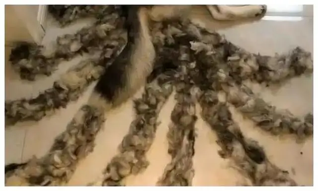 When the girl came home from work, she found something wrong about the dog sleeping on the ground, and looked at it and screamed out