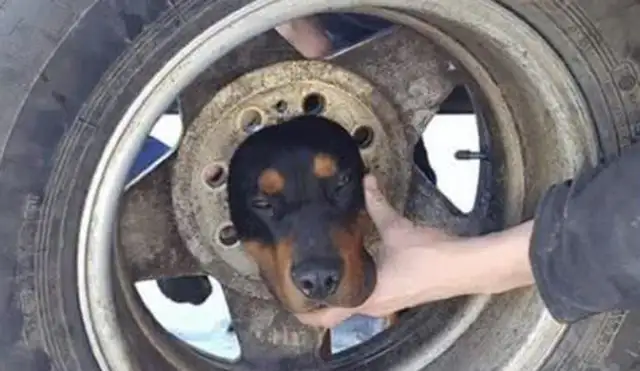 The raccoon-hunter's head is full of tires. Firefighters get out with coconut oil