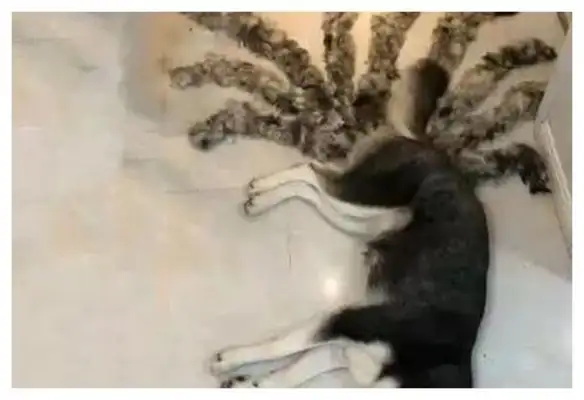 When the girl came home from work, she found something wrong about the dog sleeping on the ground, and looked at it and screamed out