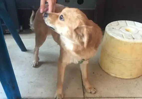 The stray dog was adopted by a passionate man and thought that there was a long meal ticket, which fell on the street two days later. Side