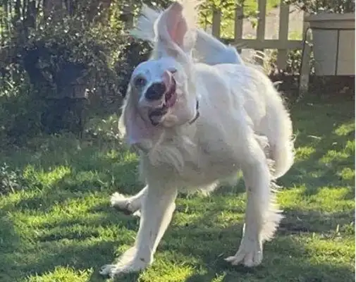 The master took pictures of the dogs and couldn't see the breeds