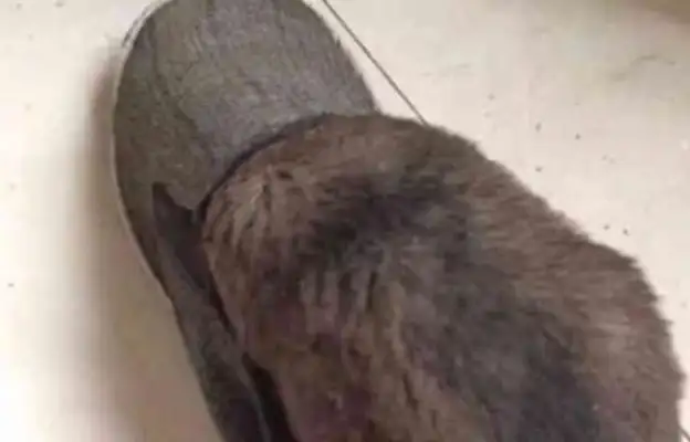 The dog was scolded by the master and took refuge in a certain area
