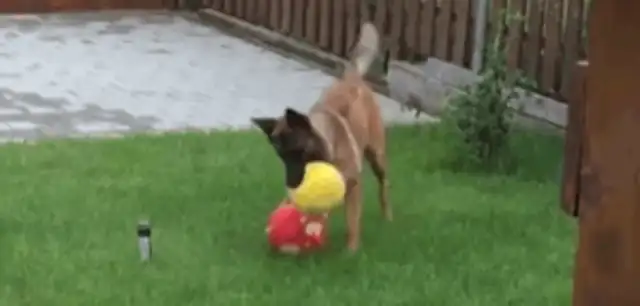 The dog failed the test. The dog locked himself in the yard and ran the ball for two hours