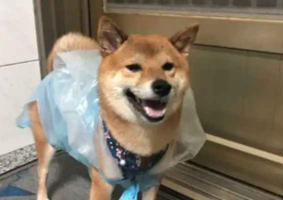 The dog had to go out in the rain, and it was covered in garbage bags, and the smile of the wood disappeared