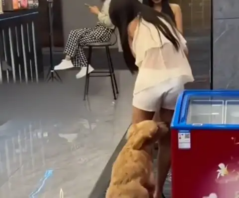 Dogs can't stop shaking with their thighs on their ass. Move