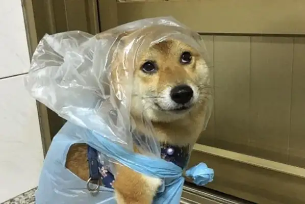The dog had to go out in the rain, and it was covered in garbage bags, and the smile of the wood disappeared