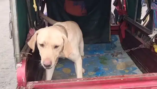 Labrador avoided getting into a dog car after he broke off the master