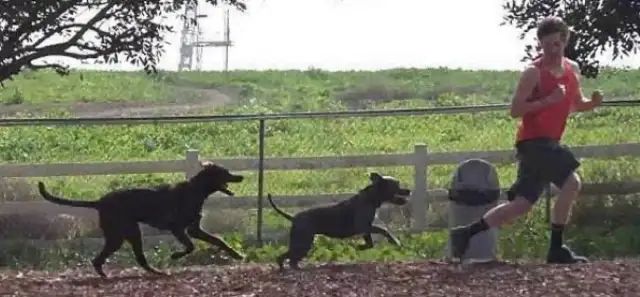 A 12-year-old girl's been barked at 90 meters by a black dog. A girl's scared to death. The dog owner pays 1.8 million