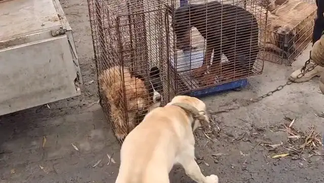 Labrador avoided getting into a dog car after he broke off the master