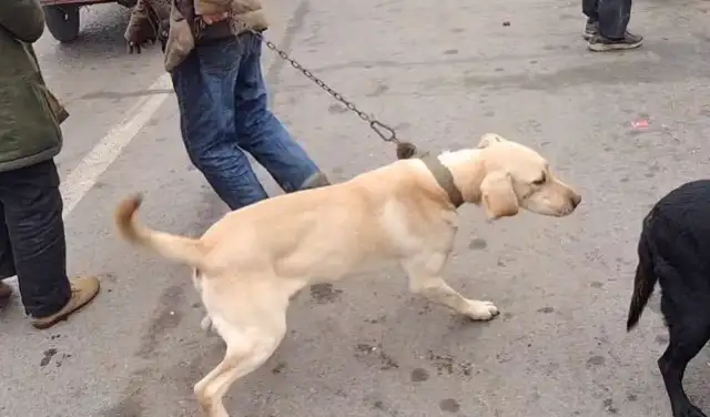 Labrador avoided getting into a dog car after he broke off the master