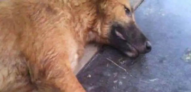 Eight bitches were killed. Veterinary emergency rescue. Life