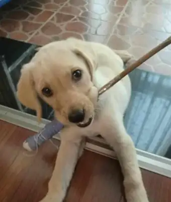 The master used to whip the dog, but he was tricked