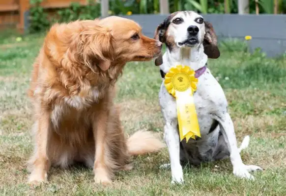 The dog lost his master, but he went to the dog show and got third