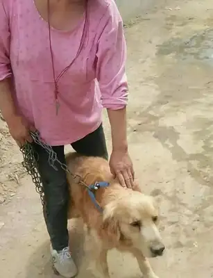 The dog was tied to the park's trough for three days