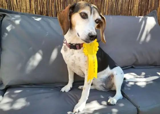 The dog lost his master, but he went to the dog show and got third