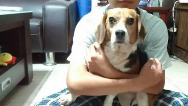 Dogs get over 200 shots in two years, they lift up when they see them. Legs