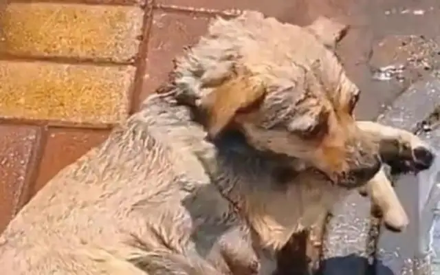 He was poisoned by his enemies, his master cried, he was wise. Help