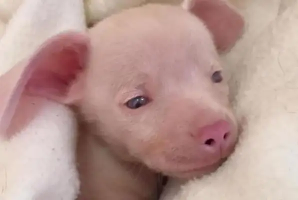 When the dog got pregnant, she had an only child, so the master couldn't understand it