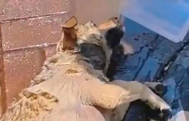 He was poisoned by his enemies, his master cried, he was wise. Help