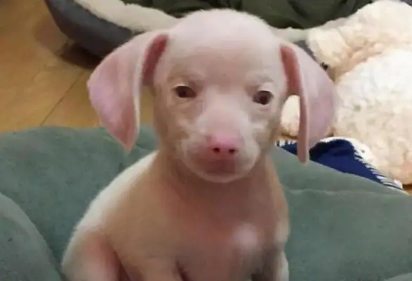 When the dog got pregnant, she had an only child, so the master couldn't understand it