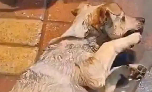 He was poisoned by his enemies, his master cried, he was wise. Help