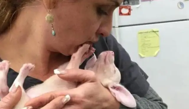 When the dog got pregnant, she had an only child, so the master couldn't understand it